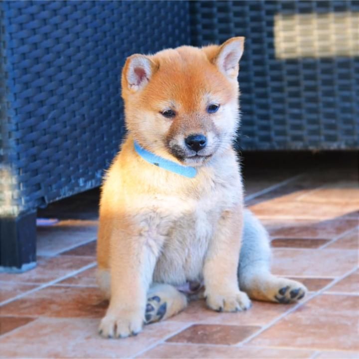 Shiba Inu štenci - Psi Oglasi Beograd Shiba Inu štenci - Psi Oglasi Beograd