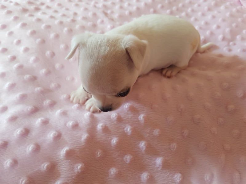 Mini princess Chihuahue - Psi Oglasi Beograd Mini princess Chihuahue - Psi Oglasi Beograd