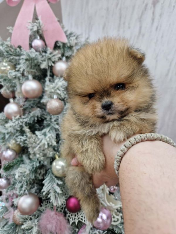 BOO teddy bear pomeranci - Psi Oglasi Beograd BOO teddy bear pomeranci - Psi Oglasi Beograd