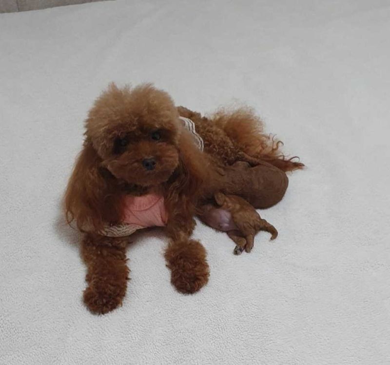 Neodoljive pudle toy i teacup - Psi Oglasi Beograd