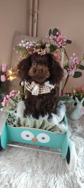 Toj pudle braon, ženke - Psi Oglasi Beograd