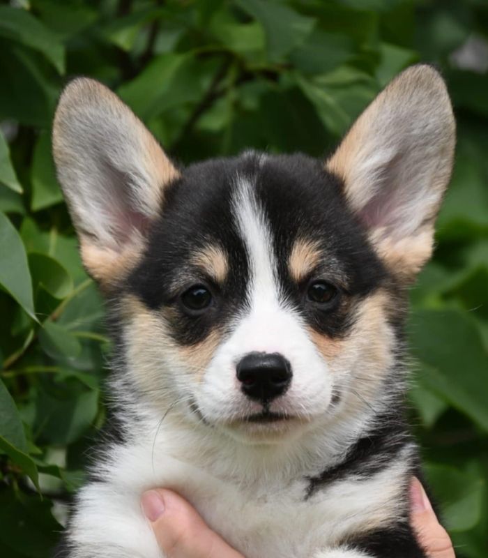 Velski korgi Welsh Corgi Pembroke - Psi Oglasi Beograd Velski korgi Welsh Corgi Pembroke - Psi Oglasi Beograd