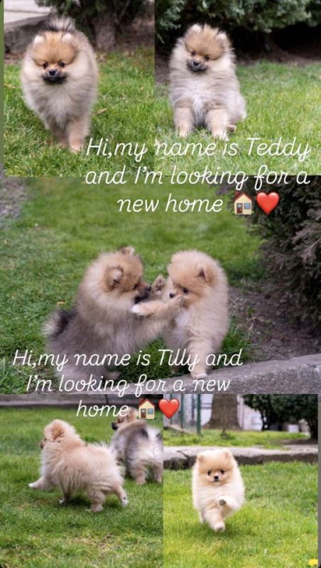 Štenci pomeranaca vrhunskog, šampionskog  porekla - Psi Oglasi Beograd