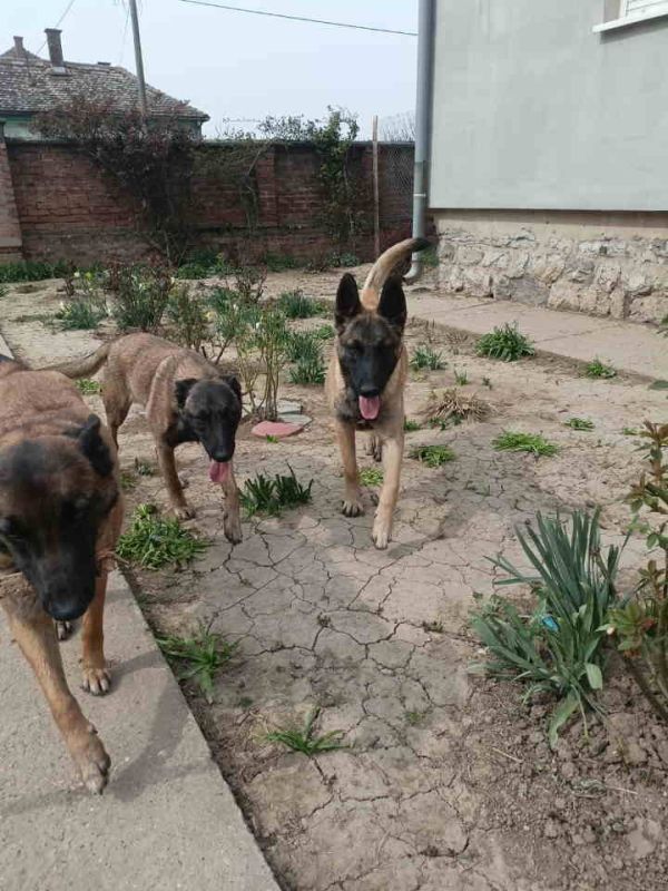 Belgijski ovčar MALINOA štenci - Psi Oglasi Beograd