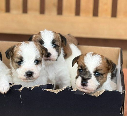 Oštrodlaki Džek Rasel terijer (Jack Russell Terrier) štenci - Psi Oglasi Beograd