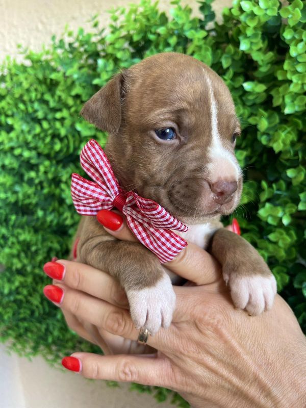 Pit Bull terijer prelepi stenci - Psi Oglasi Beograd