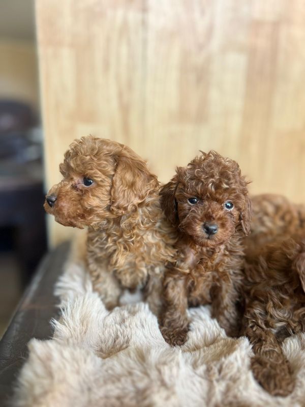 Toy Pudla kvalitetni štenci - Psi Oglasi Beograd