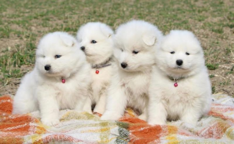 Samojed prelepi štenci - Psi Oglasi Beograd