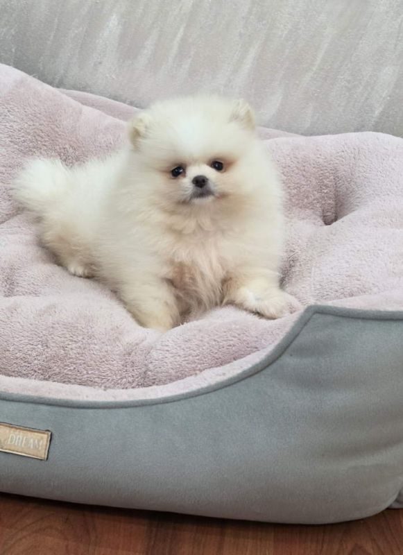 Teddy bear pomeranci, dve sestre - Psi Oglasi Beograd