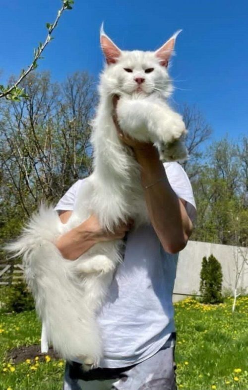 Maine Coon mačići - Mačke Oglasi Beograd