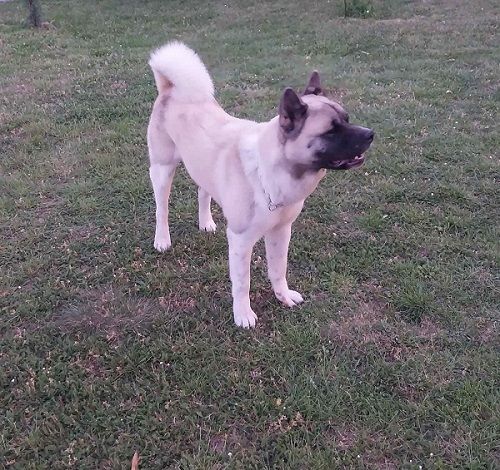 Američka akita, parenje - Psi Oglasi Beograd
