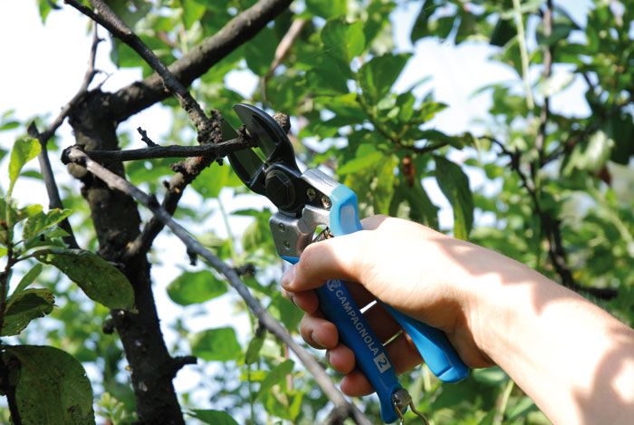 Profesionalno orezivanje i zaštita vinove loze, voca i ruža, obaranje debelih stabala i šišanje živih ograda - Uređenje Vrta Oglasi Beograd Profesionalno orezivanje i zaštita vinove loze, voca i ruža, obaranje debelih stabala i šišanje živih ograda - Uređenje Vrta Oglasi Beograd