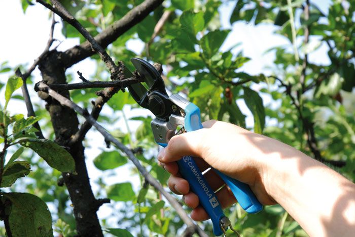 Profesionalno orezivanje i zaštita vinove loze, voca i ruža, obaranje debelih stabala i šišanje živih ograda - Uređenje Vrta Oglasi Beograd