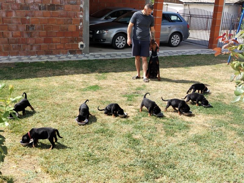 Doberman štenci - Psi Oglasi Beograd