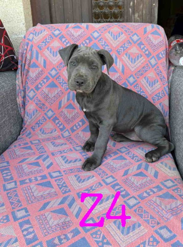 Pitbul Blue Nose stenci - Psi Oglasi Beograd