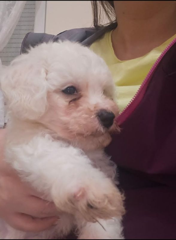 Kovrdžavi bišon (Bichon frise), štenci - Psi Oglasi Beograd