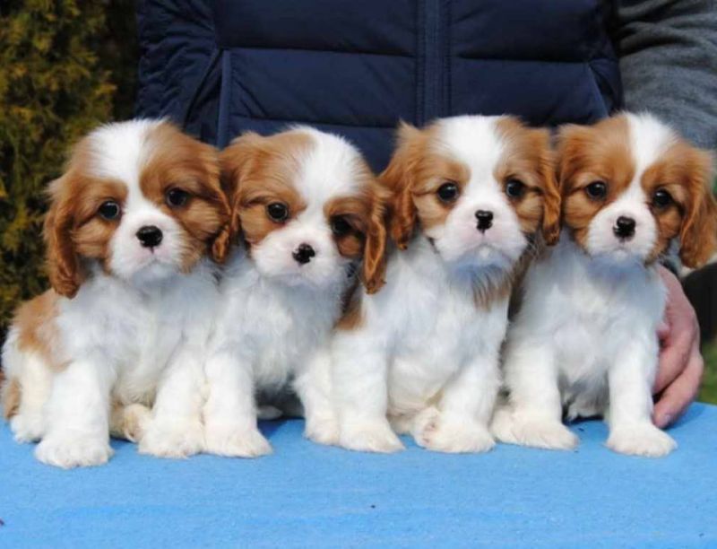Dostupni štenci Cavalier King Charles spanijela - Psi Oglasi Beograd Dostupni štenci Cavalier King Charles spanijela - Psi Oglasi Beograd