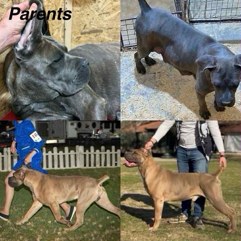 Štenci Cane Corso - Psi Oglasi Beograd