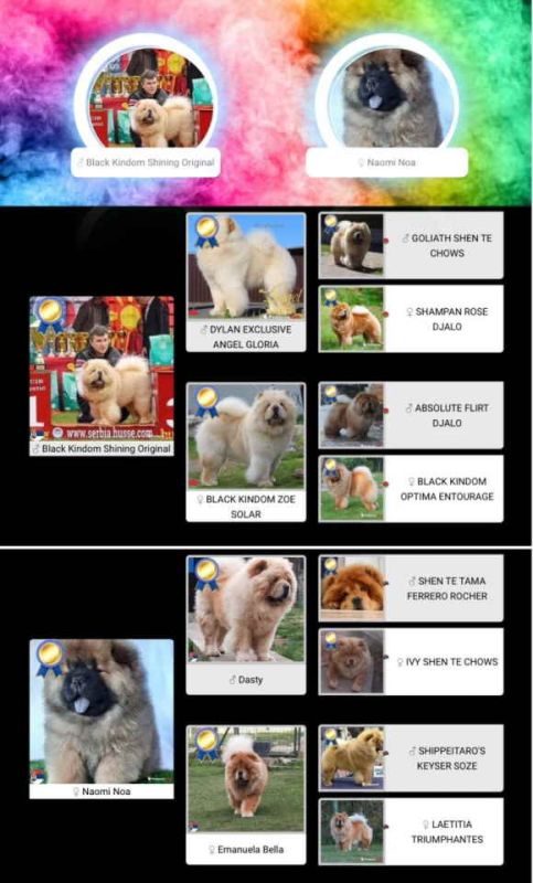 Prelepo žensko štene CHOW CHOW krem boje - Psi Oglasi Beograd Prelepo žensko štene CHOW CHOW krem boje - Psi Oglasi Beograd