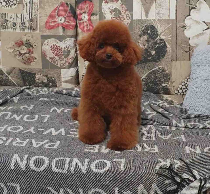 Teddy bear toy PUDLE - Psi Oglasi Beograd Teddy bear toy PUDLE - Psi Oglasi Beograd