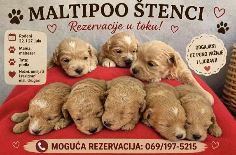 Maltipoo štenci - Psi Oglasi Beograd