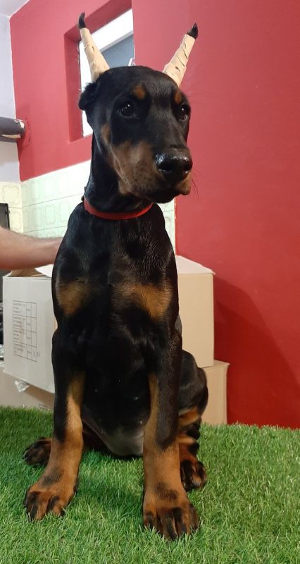 Štenci dobermana - Psi Oglasi Beograd Štenci dobermana - Psi Oglasi Beograd