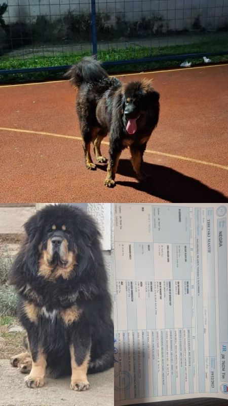 Prodaju se stenad Tibetanskog Mastifa sampionskog porijekla - Psi Oglasi Beograd