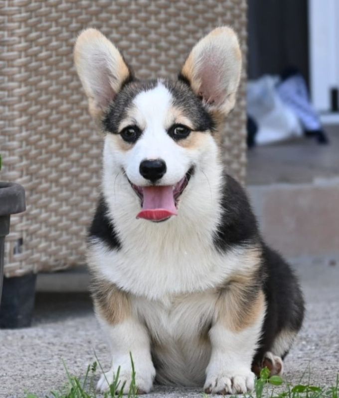 Velški korgi/Welsh Corgi Pembroke - Psi Oglasi Beograd
