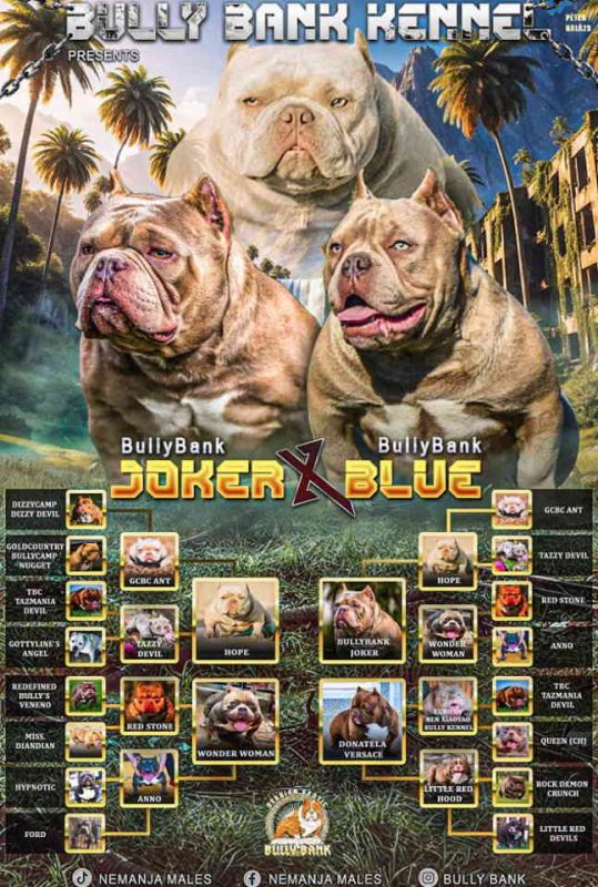 American Bully Ženka je stara 13 meseci, vrhunskog, izuzetnog porekla - Psi Oglasi Beograd