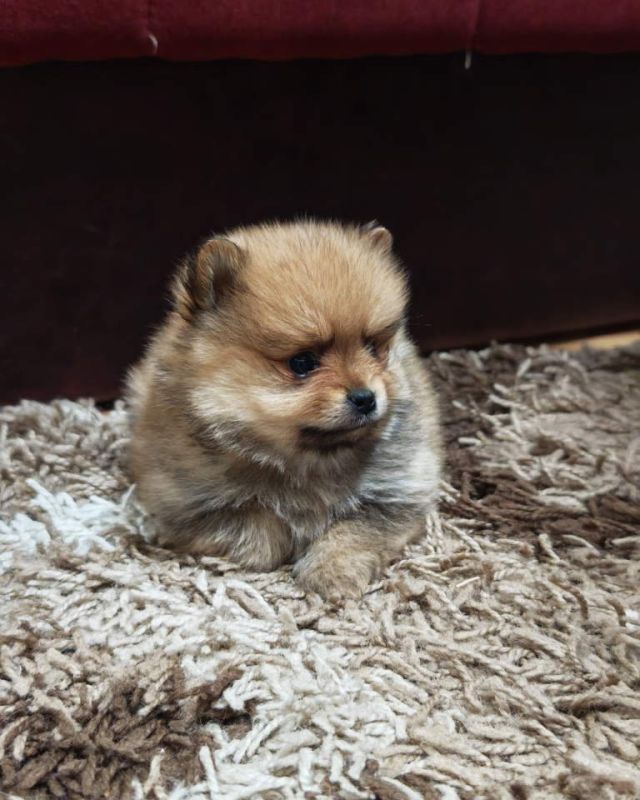 Štenci pomeranskog špica prelepog krzna - Psi Oglasi Beograd