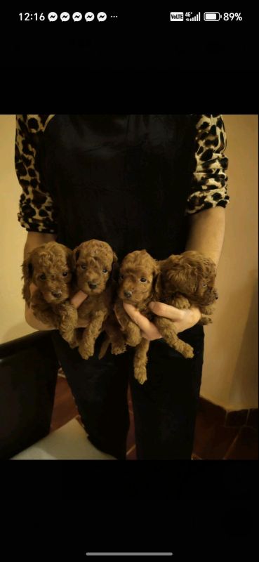 Crvene toy pudle - Psi Oglasi Beograd