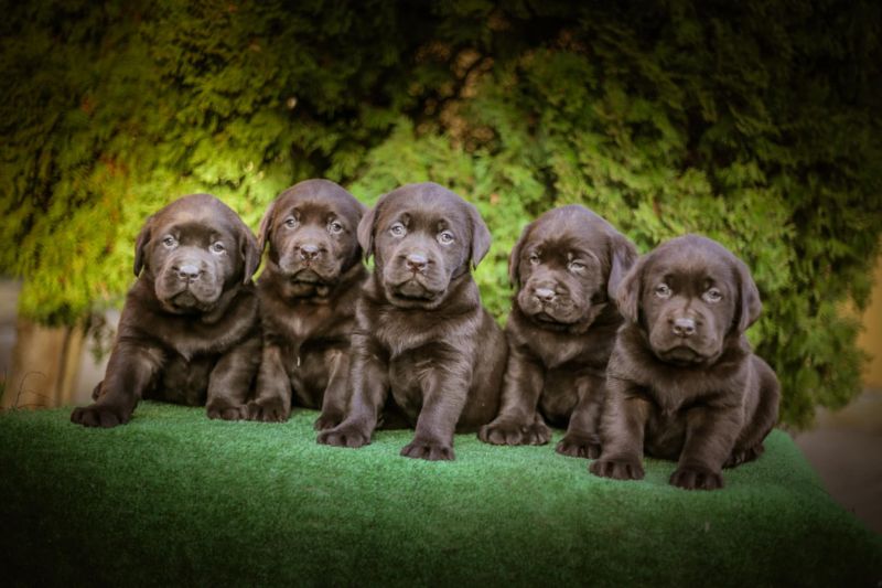 Labrador retriver braon štenci - Psi Oglasi Beograd
