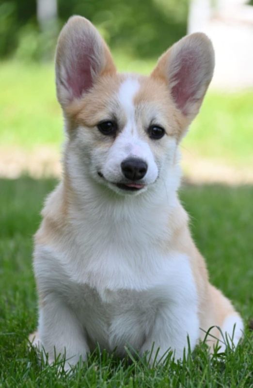 Velski korgi/Welsh Corgi Pembroke - Psi Oglasi Beograd Velski korgi/Welsh Corgi Pembroke - Psi Oglasi Beograd