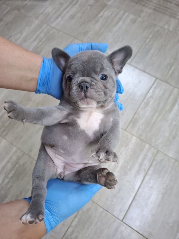 Egzoticni francuski buldog - Psi Oglasi Beograd