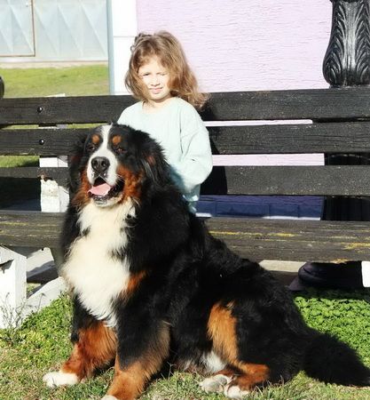 Štenci odgajivačnice bernskih planinskih pasa FCI "House of Bern" - Psi Oglasi Beograd Štenci odgajivačnice bernskih planinskih pasa FCI "House of Bern" - Psi Oglasi Beograd