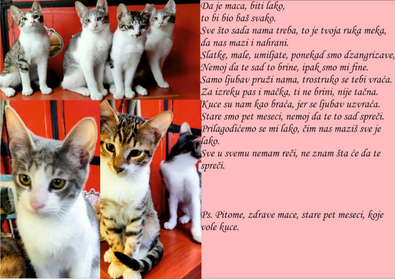 Poklanjam pitome, zdrave mace, stare pet meseci, koje vole kuce - Mačke Oglasi Beograd