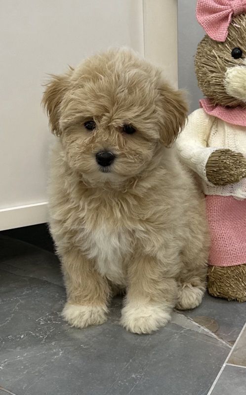 Maltipoo vrhunske genetike na prodaju - Psi Oglasi Beograd Maltipoo vrhunske genetike na prodaju - Psi Oglasi Beograd