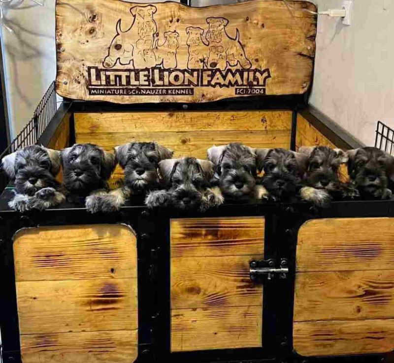 Patuljasti Snauceri biber so - Psi Oglasi Beograd