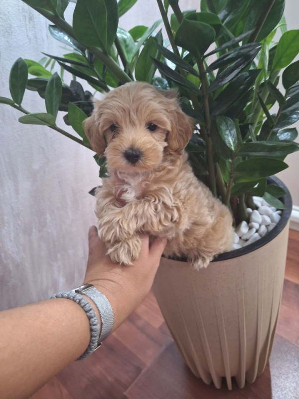 Prelepi štenci Maltipoo - Psi Oglasi Beograd Prelepi štenci Maltipoo - Psi Oglasi Beograd