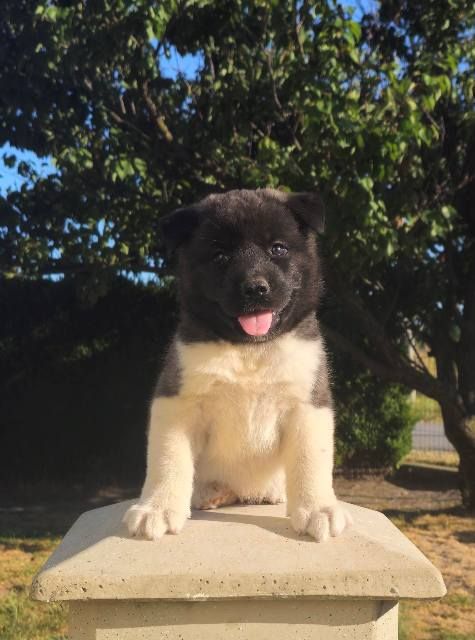 Američka Akita, prelepi štenci - Psi Oglasi Beograd Američka Akita, prelepi štenci - Psi Oglasi Beograd