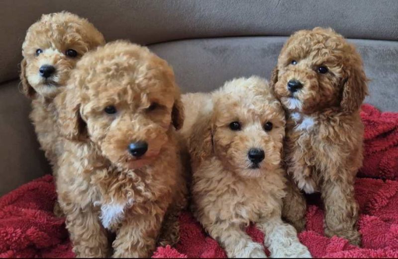 Pudle i Maltipoo štenci - Psi Oglasi Beograd Pudle i Maltipoo štenci - Psi Oglasi Beograd