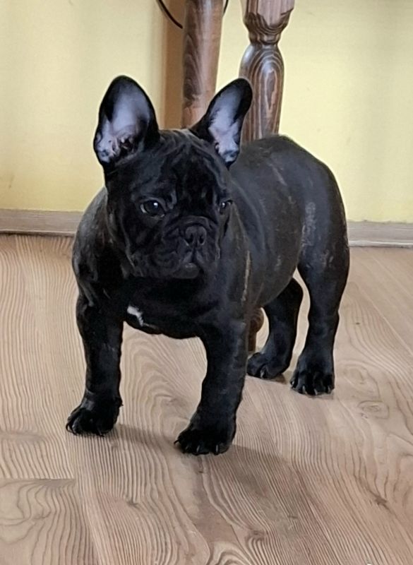 Francuski Buldog PRELEPI štenci - Psi Oglasi Beograd Francuski Buldog PRELEPI štenci - Psi Oglasi Beograd