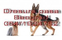 Dresura pasa Beograd - Čuvanje i Nega Kućnih Ljubimaca Oglasi Beograd