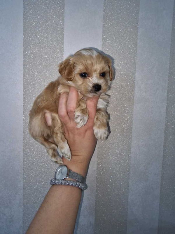 Prodajem preslatke kuce maltipoa. - Psi Oglasi Beograd