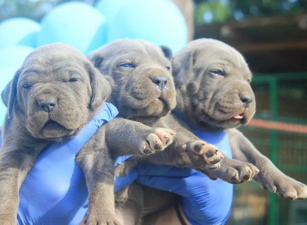 Cane Corso štenci - Psi Oglasi Beograd