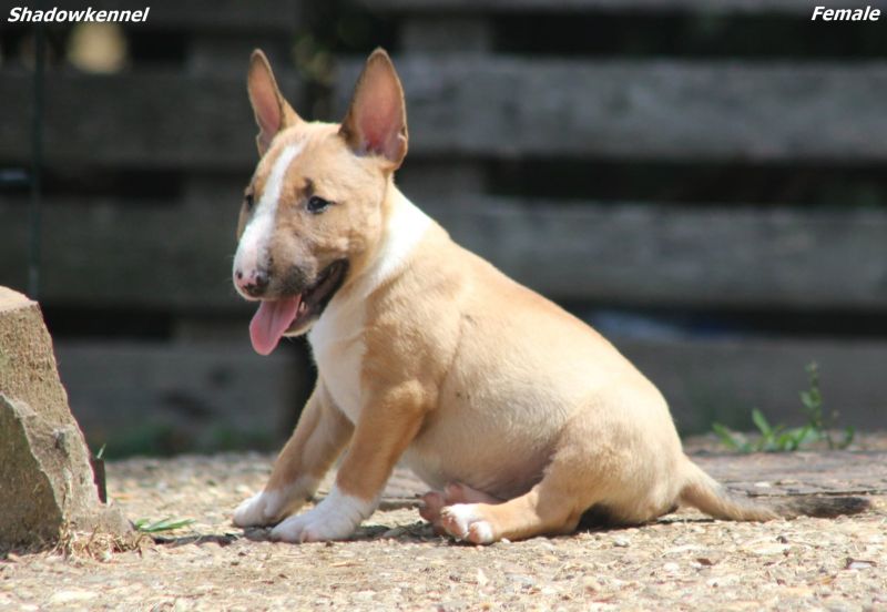Mini Bull Terijer prelepi štenci - Psi Oglasi Beograd
