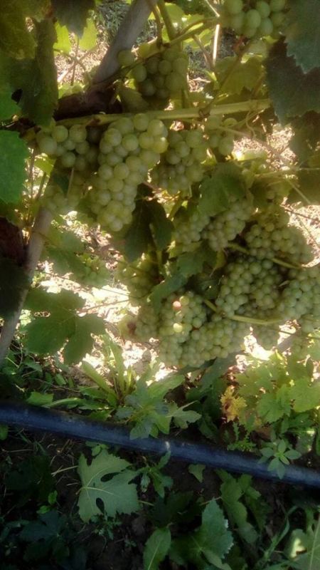 Na Prodaju Lozni Kalemi i Stone Sorte - Seme Cveće Sadnice Oglasi Beograd