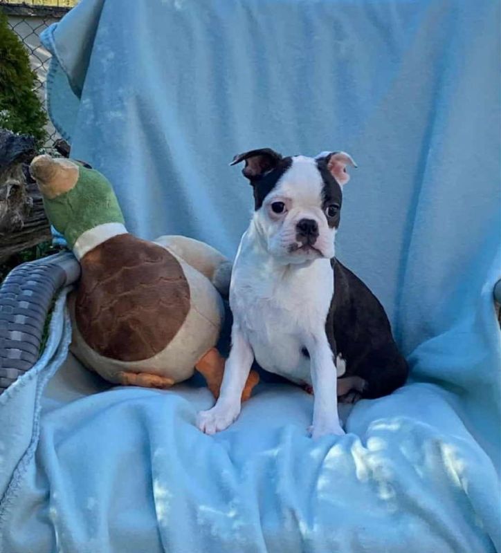 Dostupno musko stene Boston terijera. - Psi Oglasi Beograd