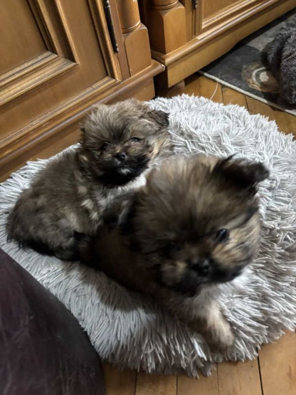 Pufne od mame si cu i tate pomeranca - Psi Oglasi Beograd