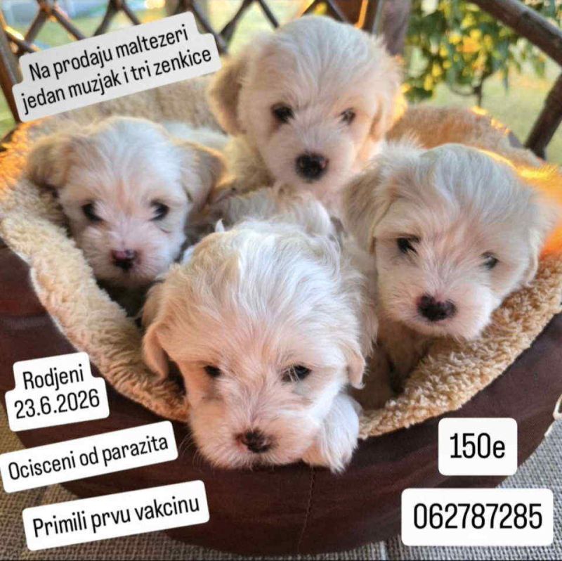 Na prodaju maltezeri  Jedan mužjak i tri ženkice - Psi Oglasi Beograd